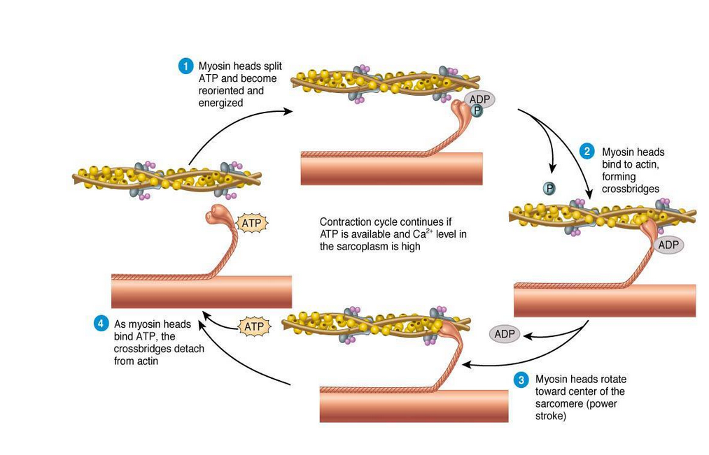 filament theory